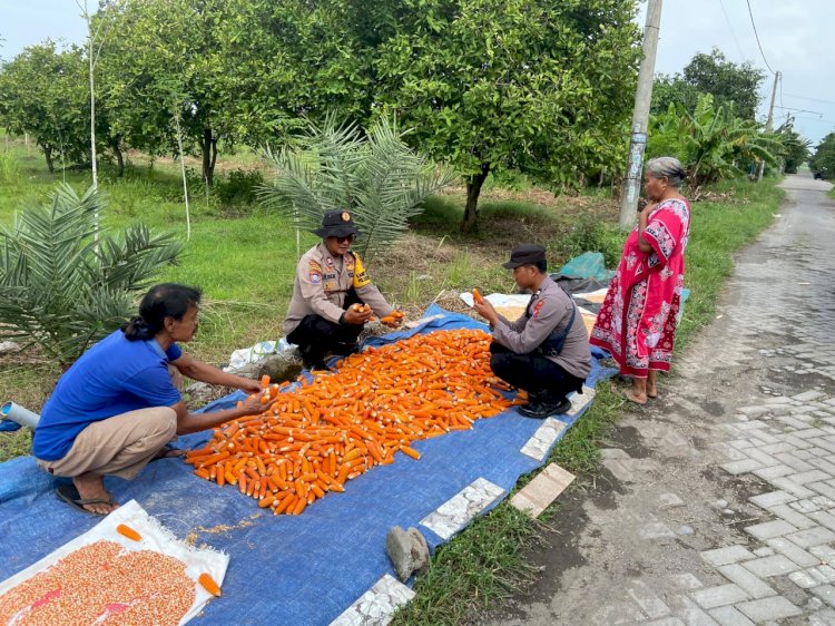 Apresiasi Polisi Krembung Atas Panen Jagung Warga